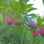 Prunus_domestica_Europese_cultuurpruim_Anna_späth_1
